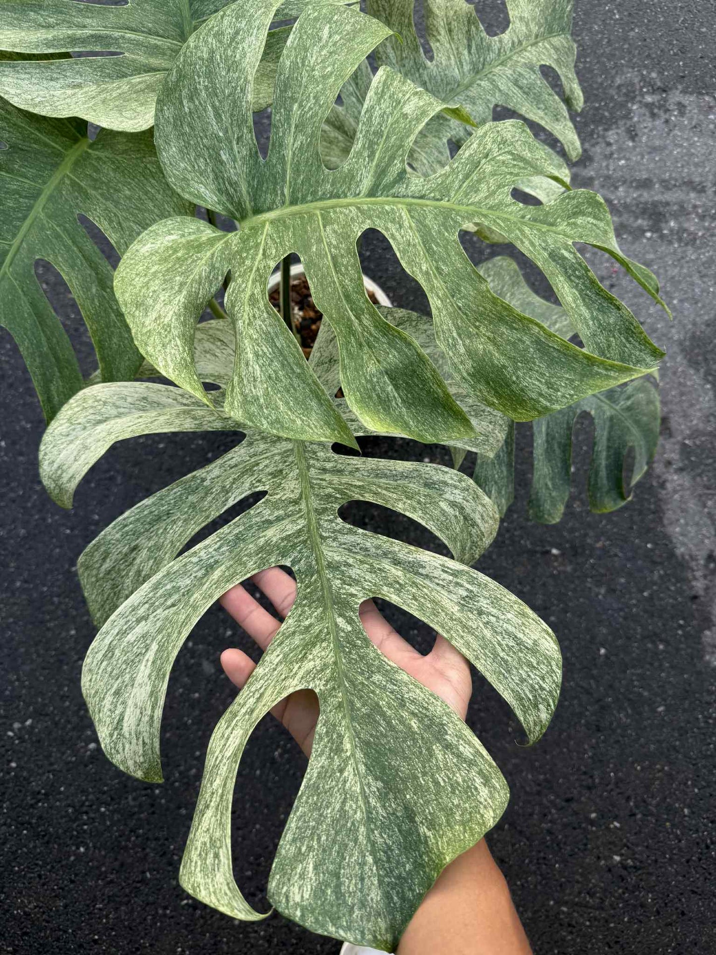 Monstera Borsigiana “Full Mint” Variegated Big Size – Actual Plant