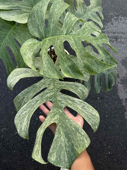 Monstera Borsigiana “Full Mint” Variegated Big Size – Actual Plant
