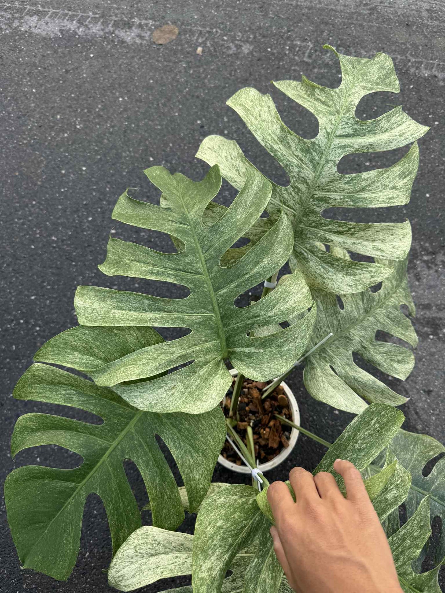 Monstera Borsigiana “Full Mint” Variegated Big Size – Actual Plant