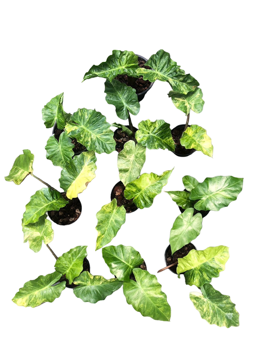 Alocasia “Low Rider” Aurea Variegated Set of 10 Plants