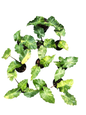 Alocasia “Low Rider” Aurea Variegated Set of 10 Plants