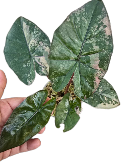 Alocasia Yucatan Princess Pink Variegated