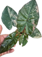 Alocasia Yucatan Princess Pink Variegated