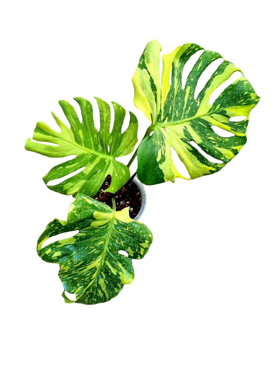 Buy Alocasia “Low Rider” Albo Variegated … | Thailand Export