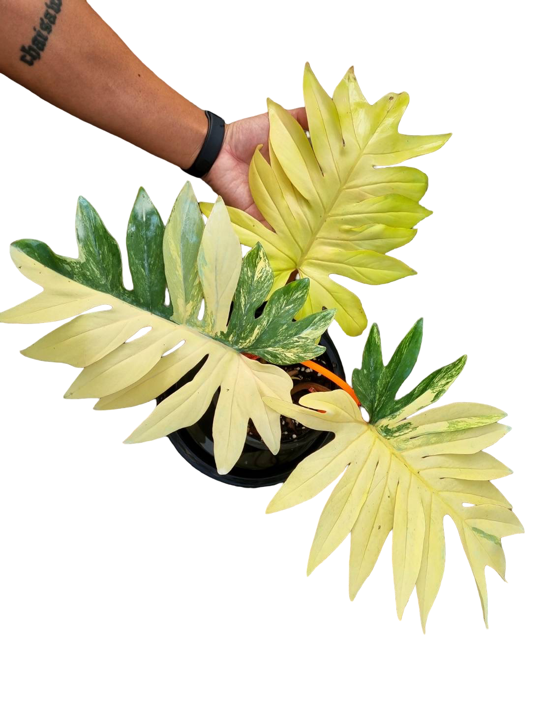 Philodendron Mayoi Variegated