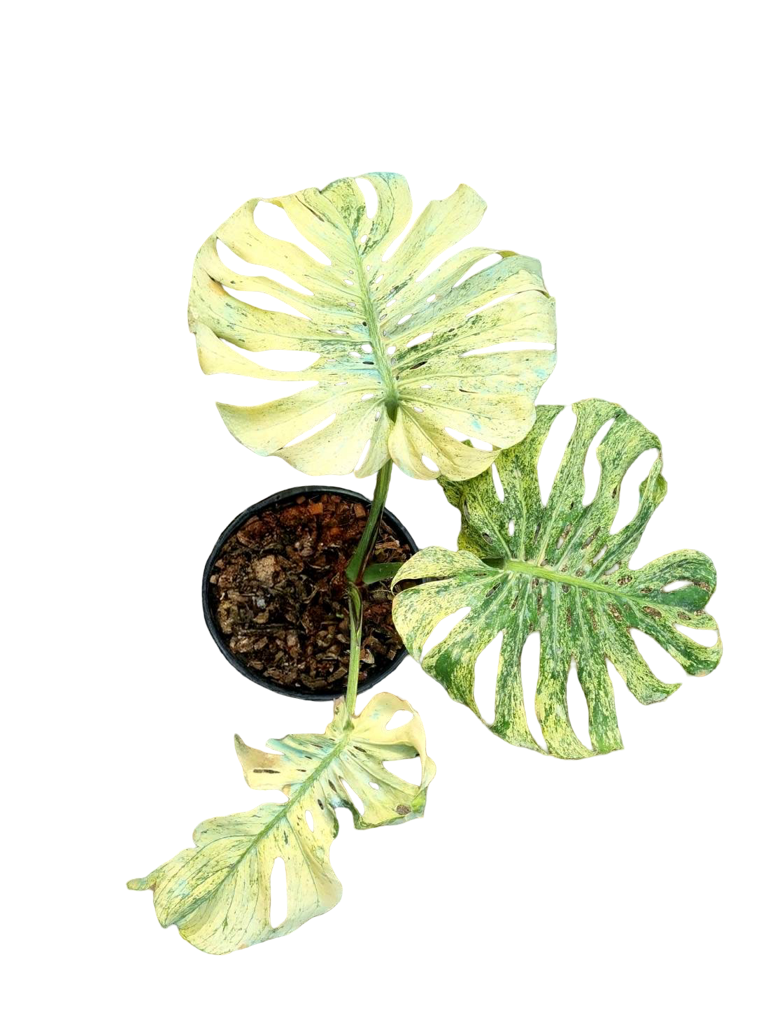 Monstera Deliciosa Lemon Mint Variegated