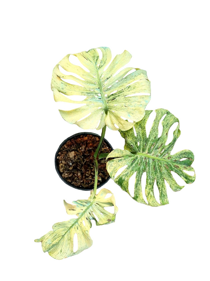 Monstera Deliciosa “Siam Mint” Variegated