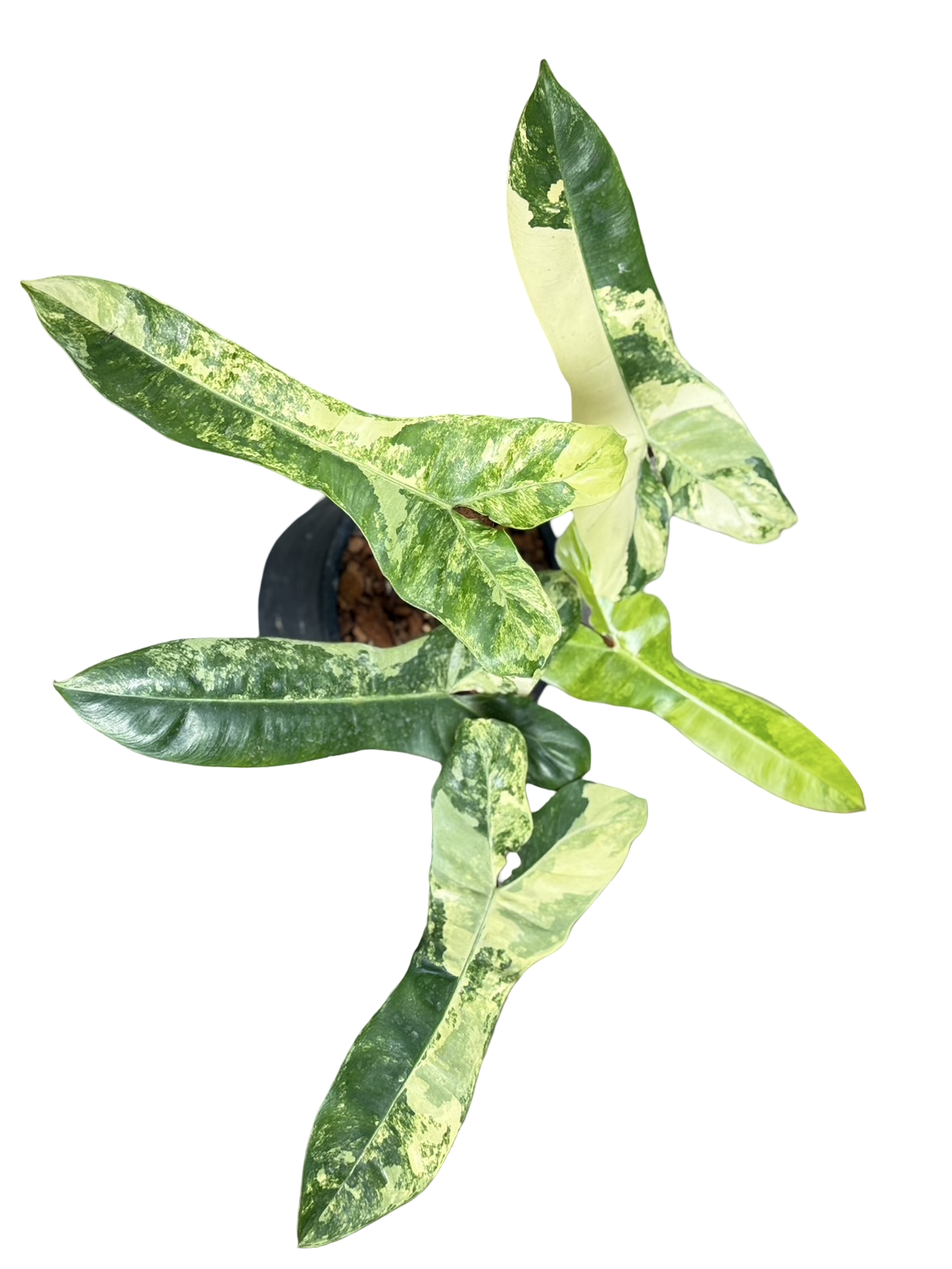 Philodendron Jennifer. Variegated ( Billiteae Var x Florida Beauty )