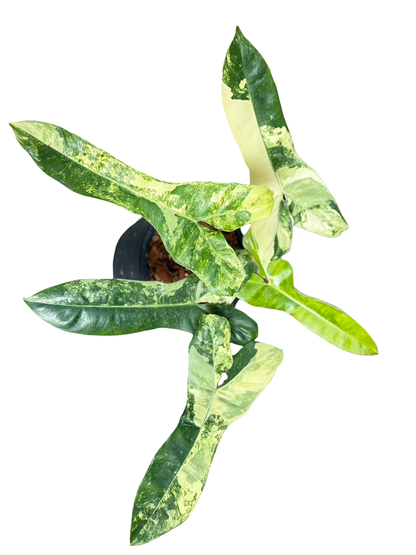 Philodendron Jennifer. Variegated ( Billiteae Var x Florida Beauty )