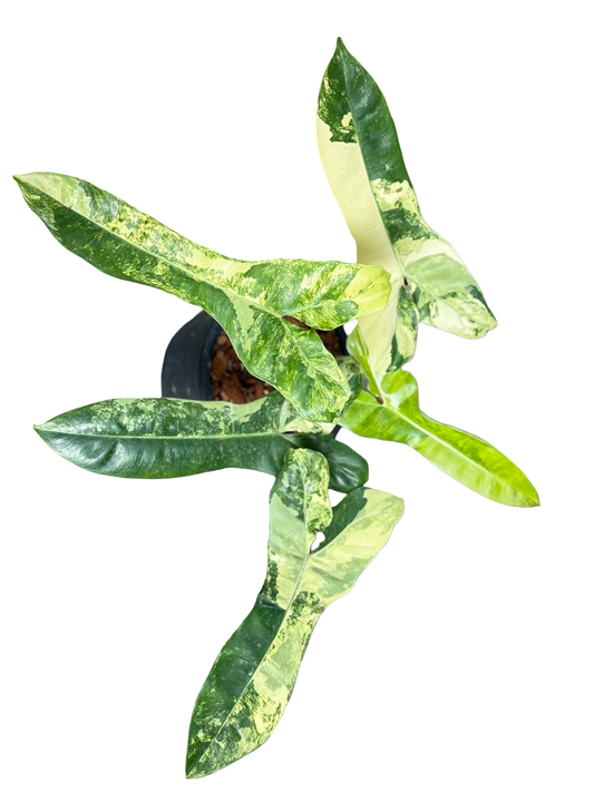 Philodendron Jennifer. Variegated ( Billiteae Var x Florida Beauty )