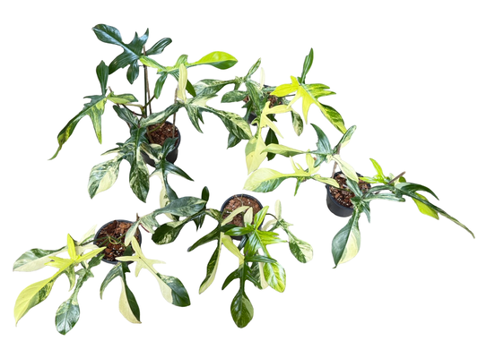 Philodendron Florida Beauty Variegated Wholesale Set of 10 Plants