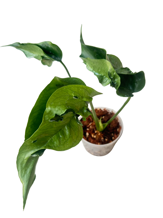 Monstera Deliciosa “Hurricane” – Rare Collector’s Choice