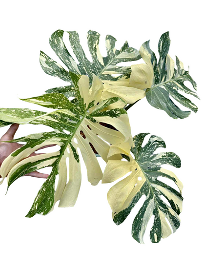 Monstera Thai Constellation Crème Brûlée actual plant