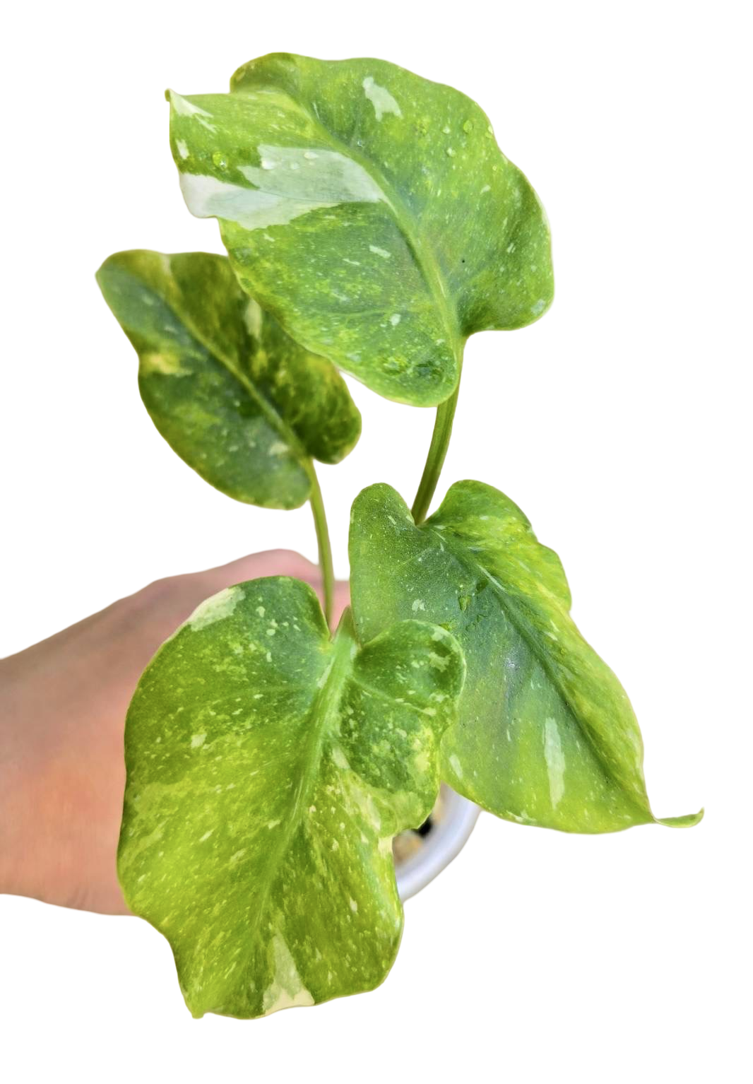 Monstera Thai Constellation Tricolor Mutation