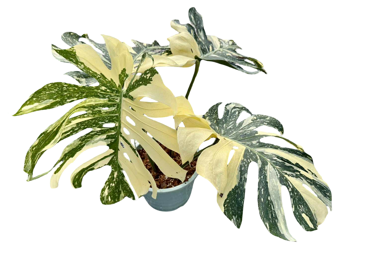 Monstera Thai Constellation Crème Brûlée actual plant