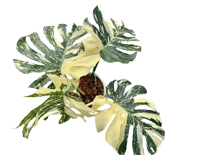 Monstera Thai Constellation Crème Brûlée actual plant