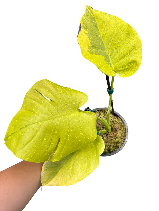 Monstera deliciosa ‘Yellow Lava’ – Rare Variegated Form