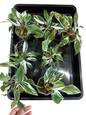 Philodendron White Princess – Mutation