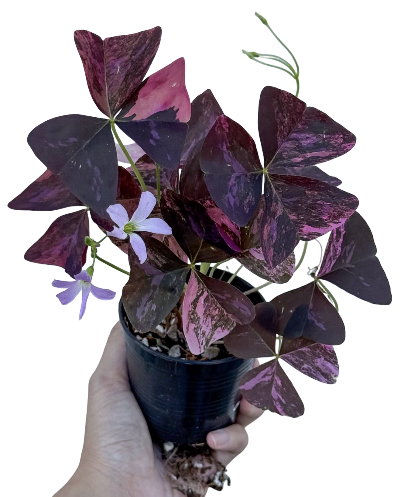 Buy Oxalis Triangularis Variegated | Thailand Export