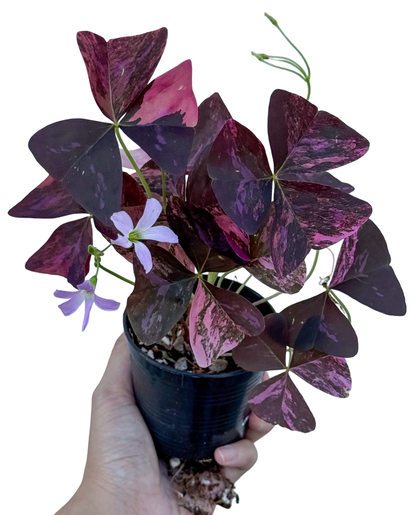 その他観葉植物 Oxalis triangularis 'Aurea' Oxalis Triangularis Aurea • Thailand species • Lush pot and ready