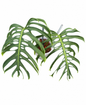 Monstera deliciosa ‘Madagascar’ – Large Form Established Plant