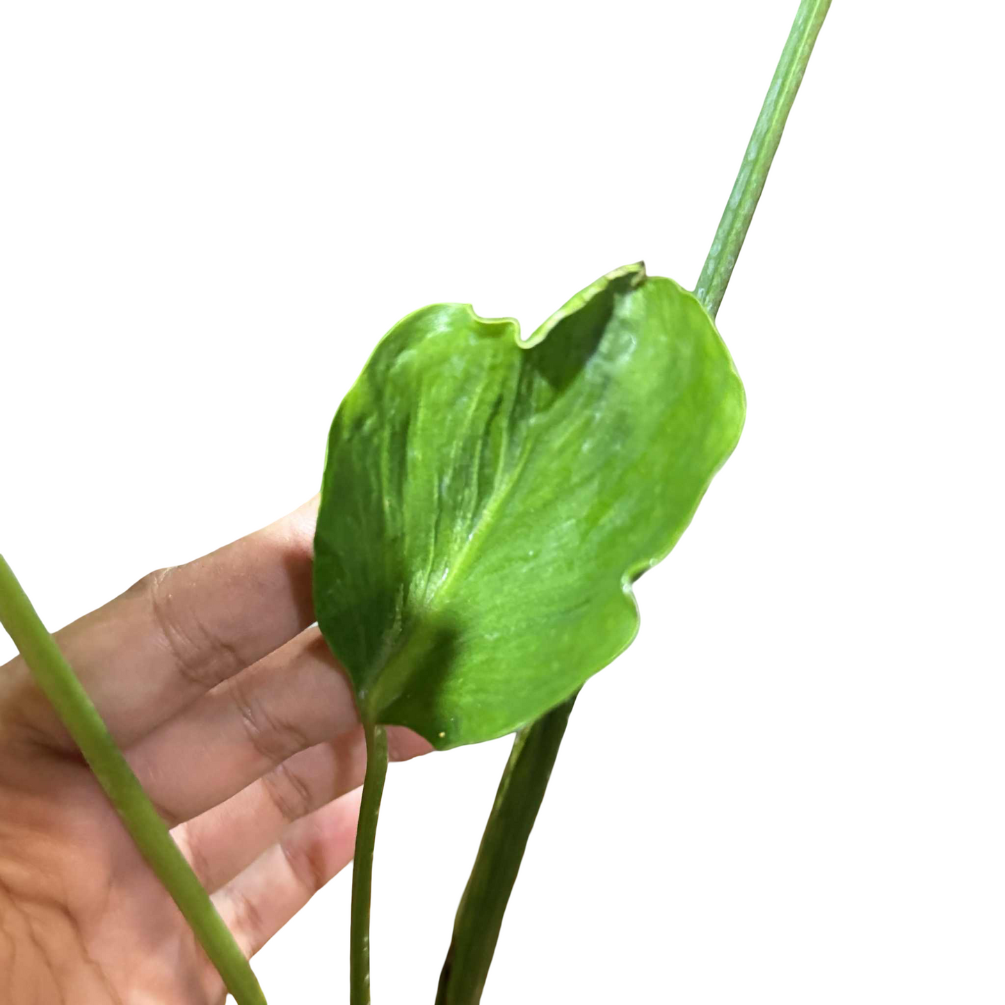 Monstera deliciosa “Unniiae” – Rare Collector’s Form