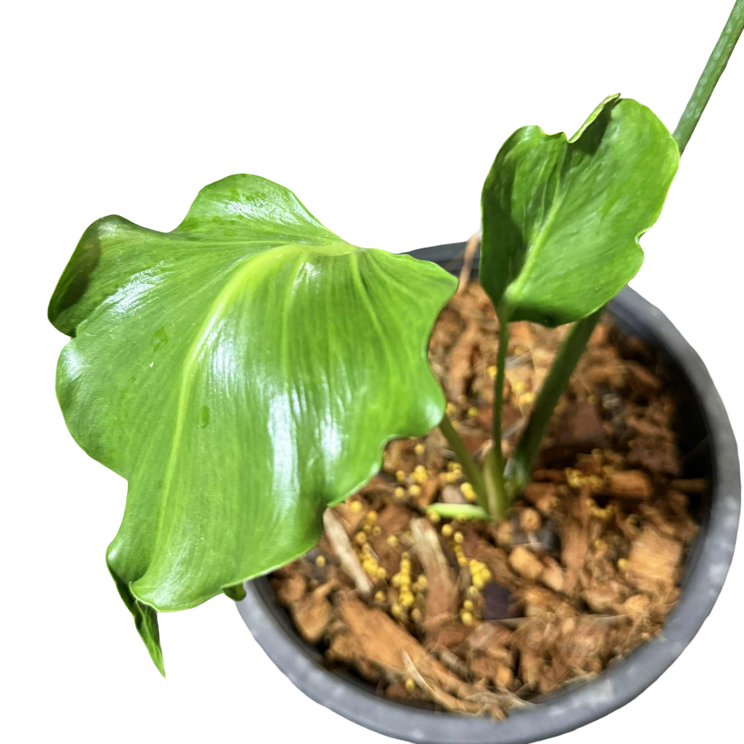 Monstera deliciosa “Unniiae” – Rare Collector’s Form