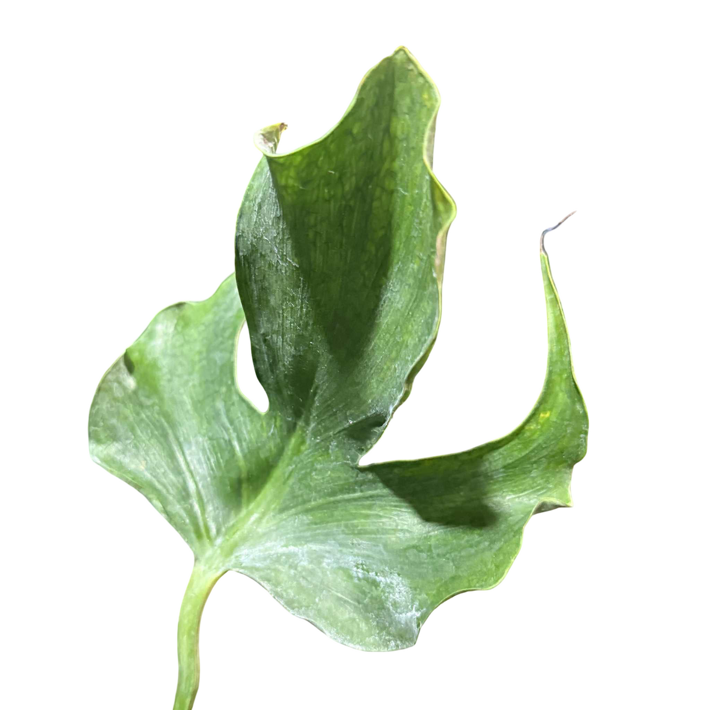 Monstera deliciosa “Unniiae” – Rare Collector’s Form