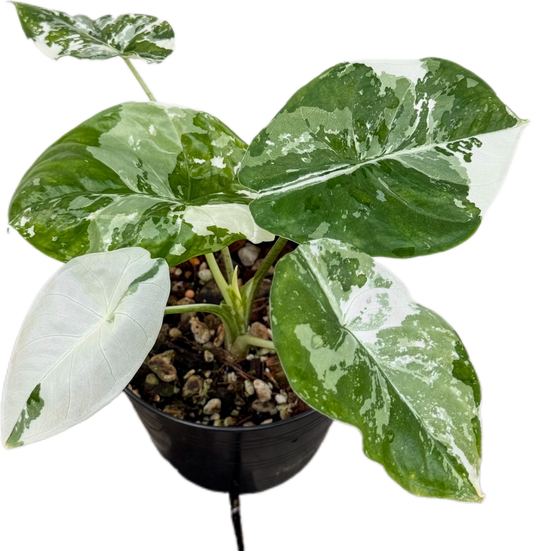 Alocasia “Low Rider” Albo Variegated