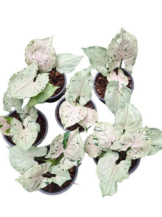 Syngonium “Green Splash” Whole Set of 5 Plants