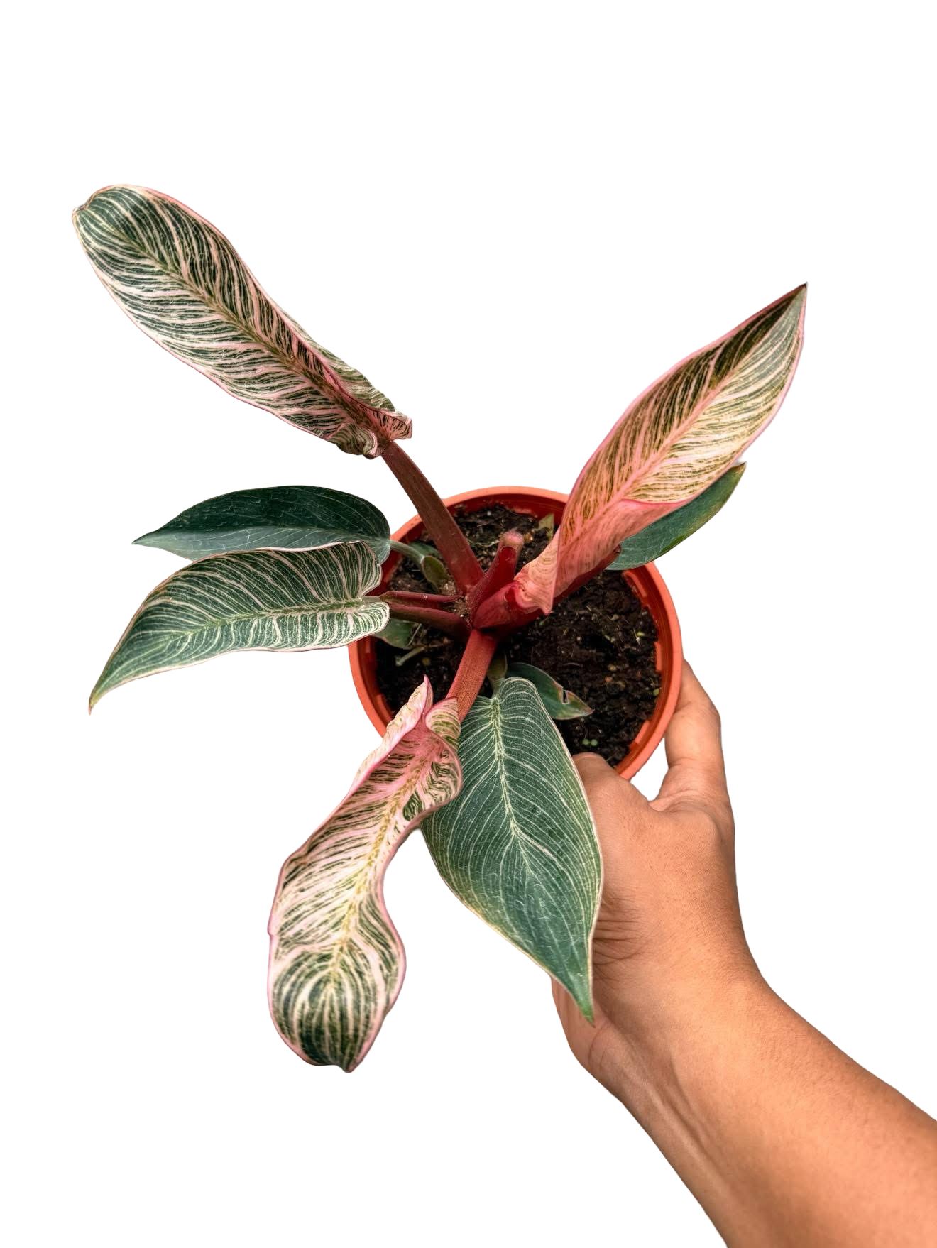 Philodendron Birkin Pink Variegated –(Wholesale Set of 10 Plants)