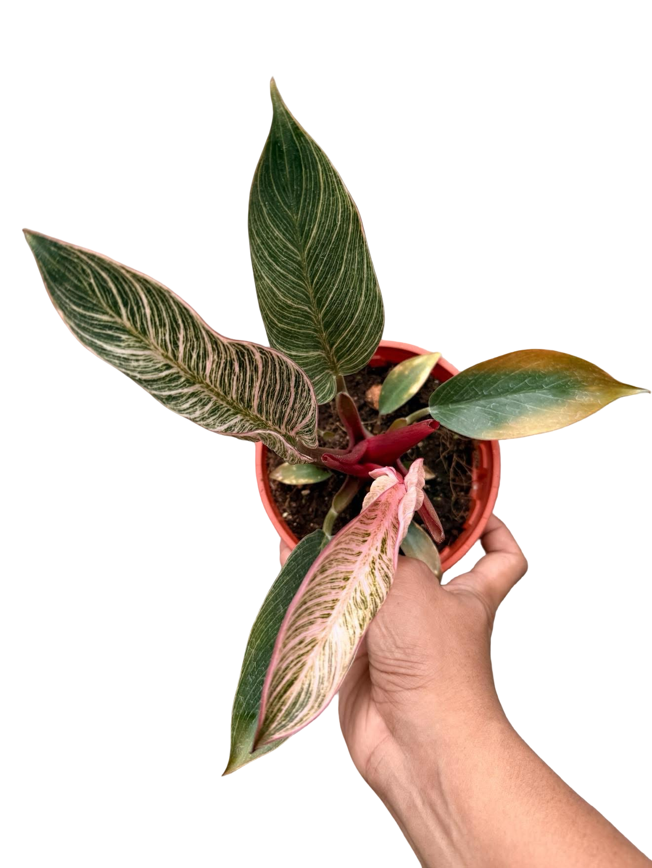 Philodendron Birkin Pink Variegated –(Wholesale Set of 10 Plants)