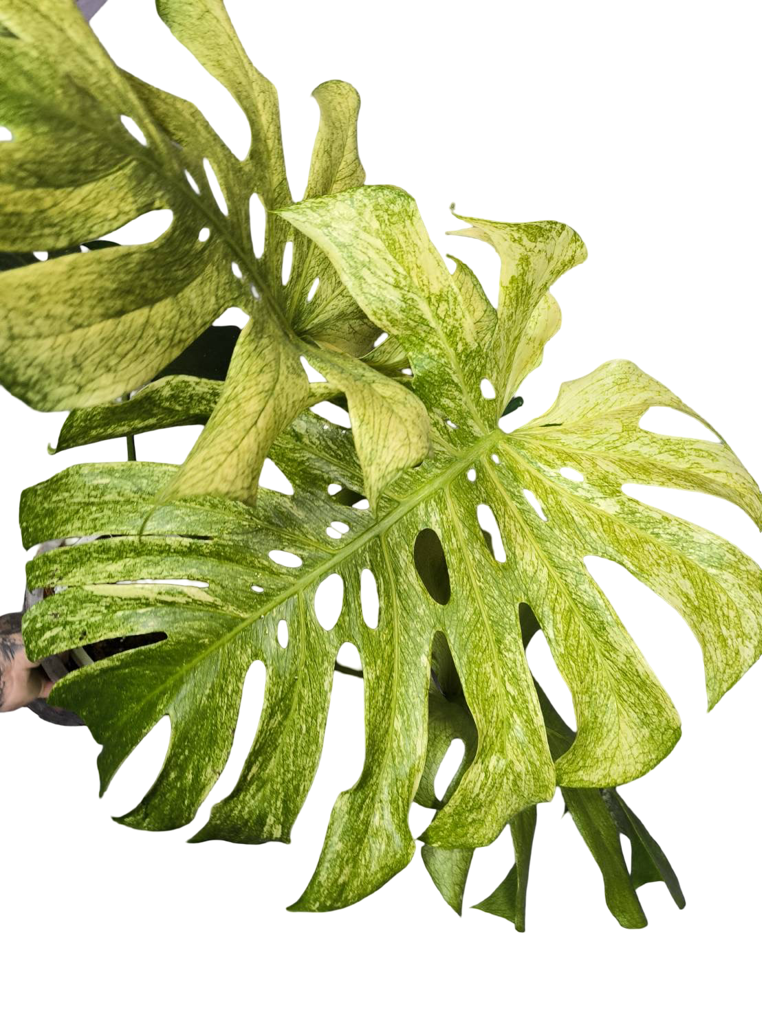 Monstera Deliciosa Full Mint Variegated– Actual Plant