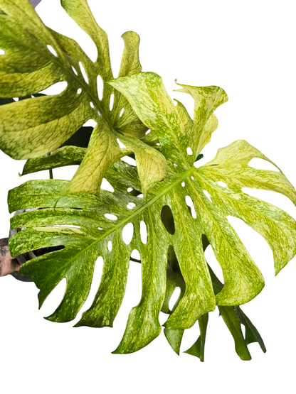 Monstera Deliciosa Full Mint Variegated– Actual Plant