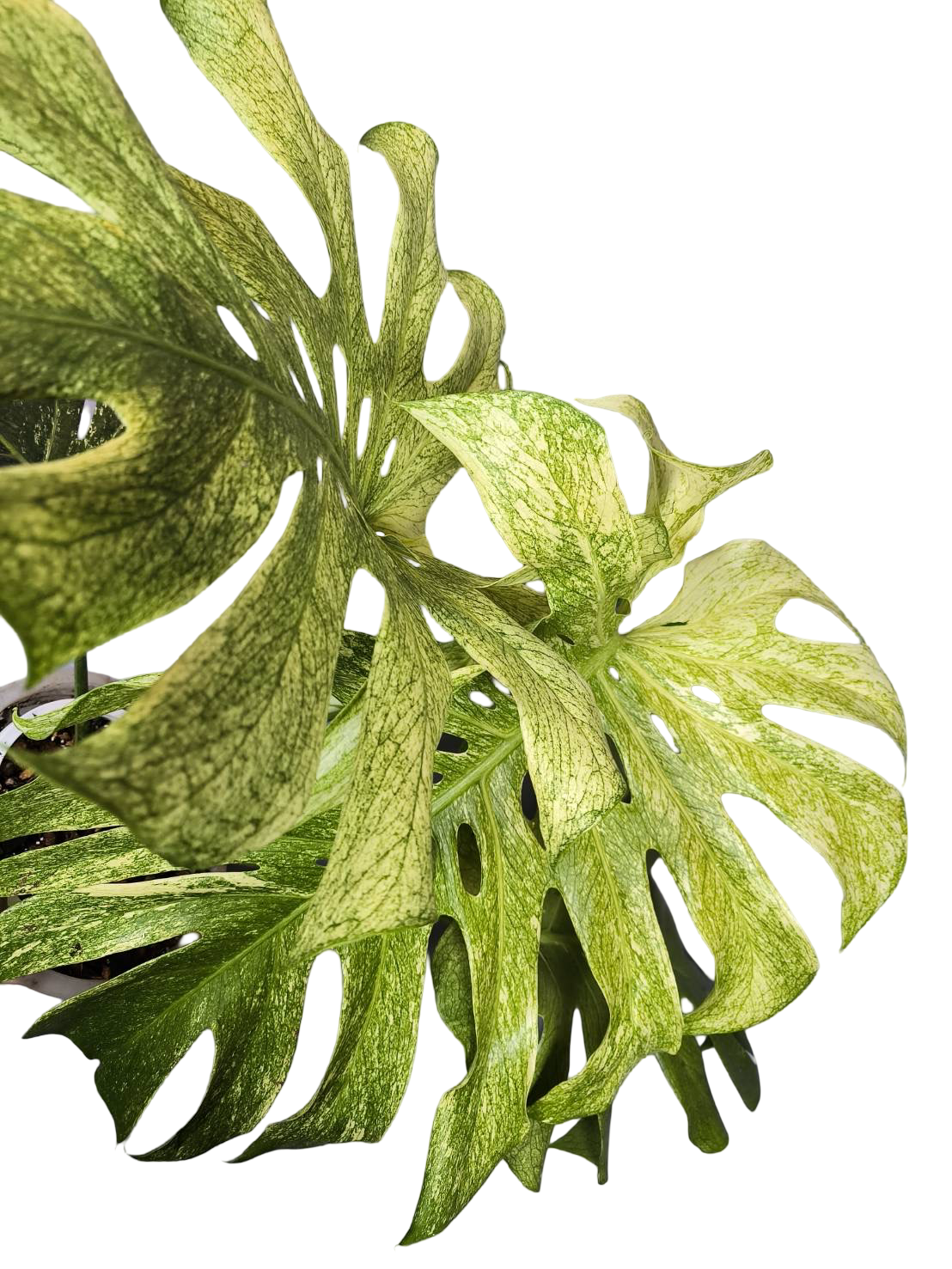 Monstera Deliciosa Full Mint Variegated– Actual Plant