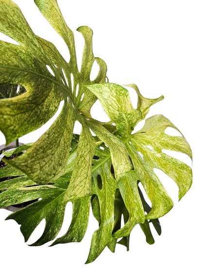 Monstera Deliciosa Full Mint Variegated– Actual Plant