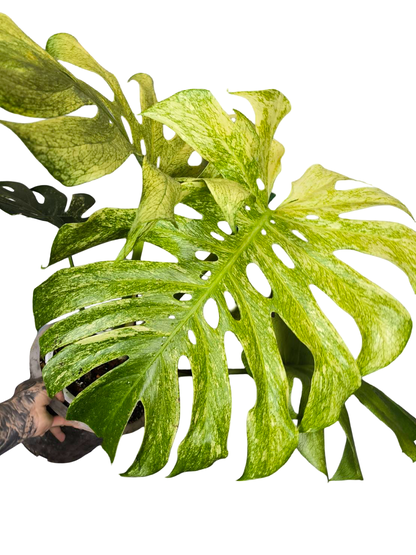 Monstera Deliciosa Full Mint Variegated– Actual Plant