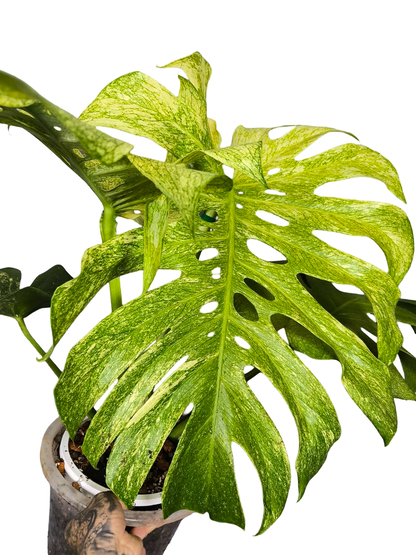 Monstera Deliciosa Full Mint Variegated– Actual Plant