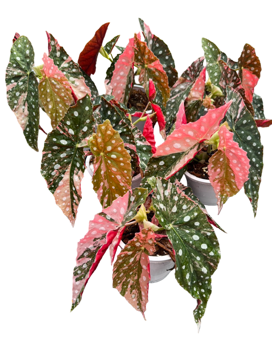 Begonia Maculata Pink Variegated