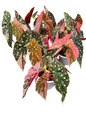 Begonia Maculata Pink Variegated
