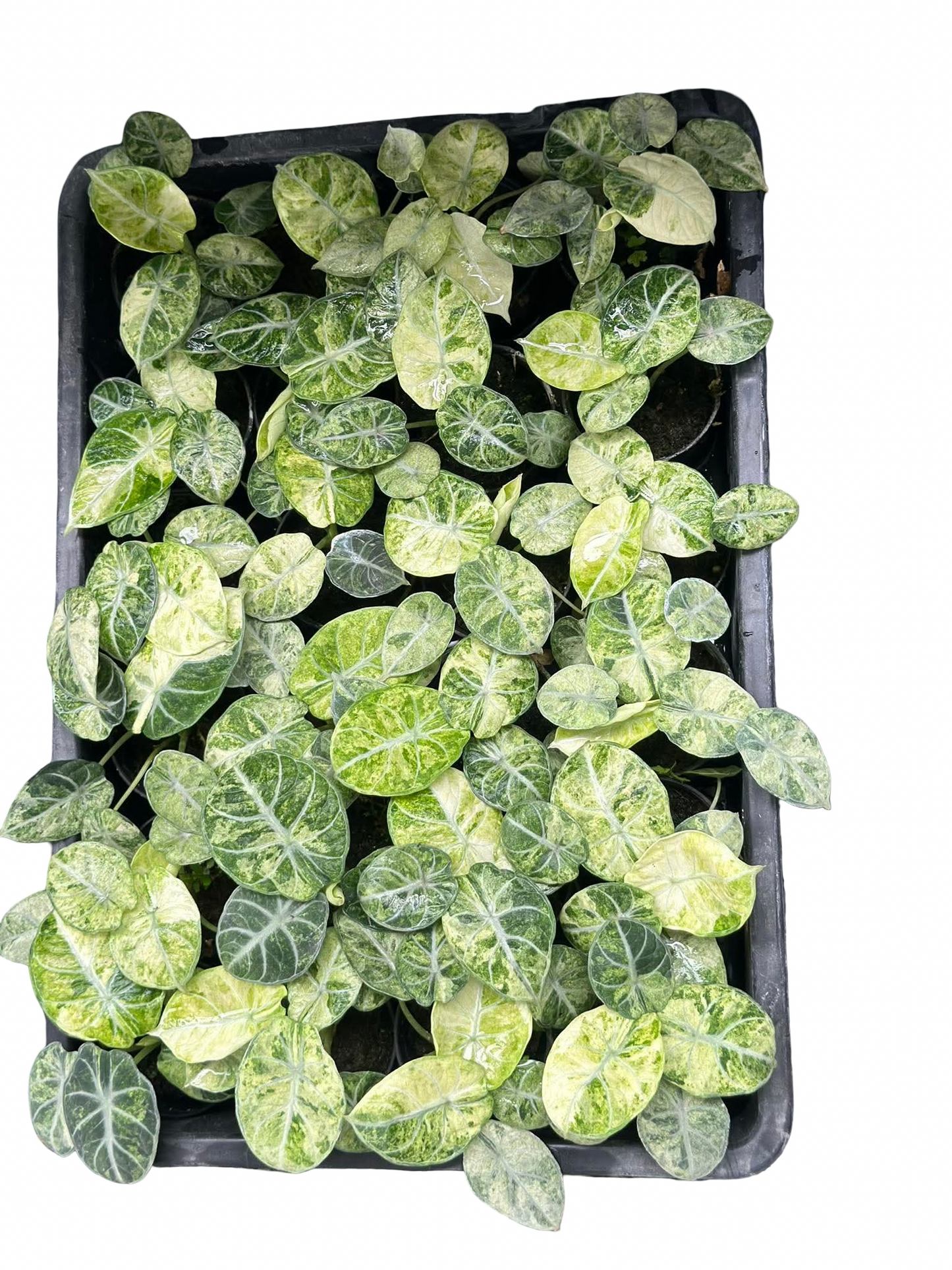 Alocasia Black Velvet Ninja Splash Set of 10 Plants