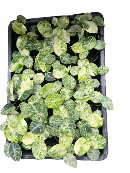 Alocasia Black Velvet Ninja Splash Set of 10 Plants