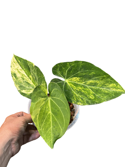 Anthurium Papillilaminum x Crystallinum ‘Hope’ Variegated