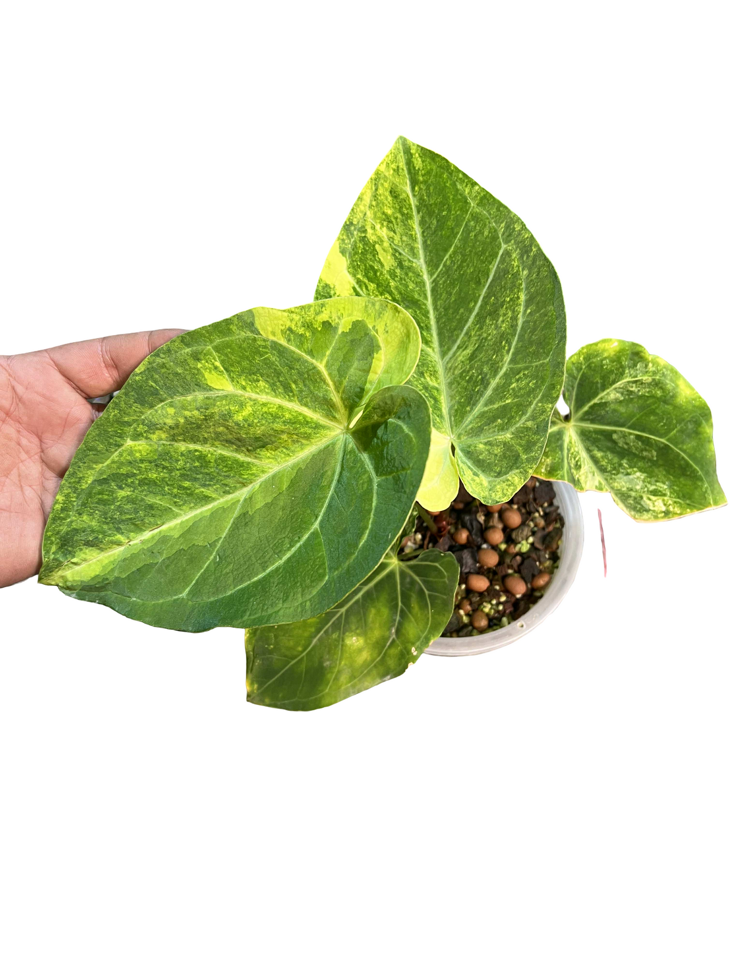 Anthurium Papillilaminum x Crystallinum ‘Hope’ Variegated