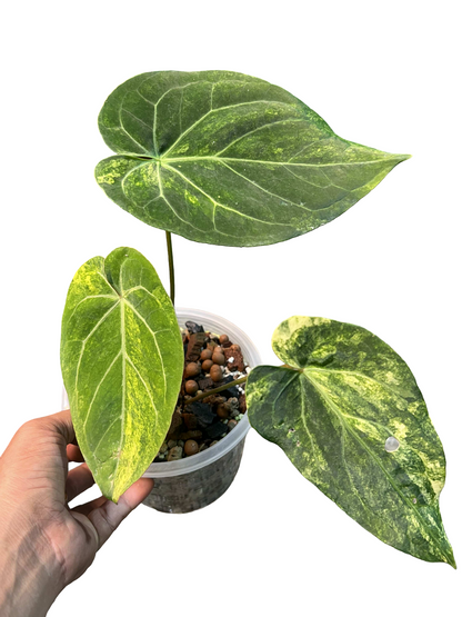 Anthurium Papillilaminum x Crystallinum ‘Hope’ Variegated