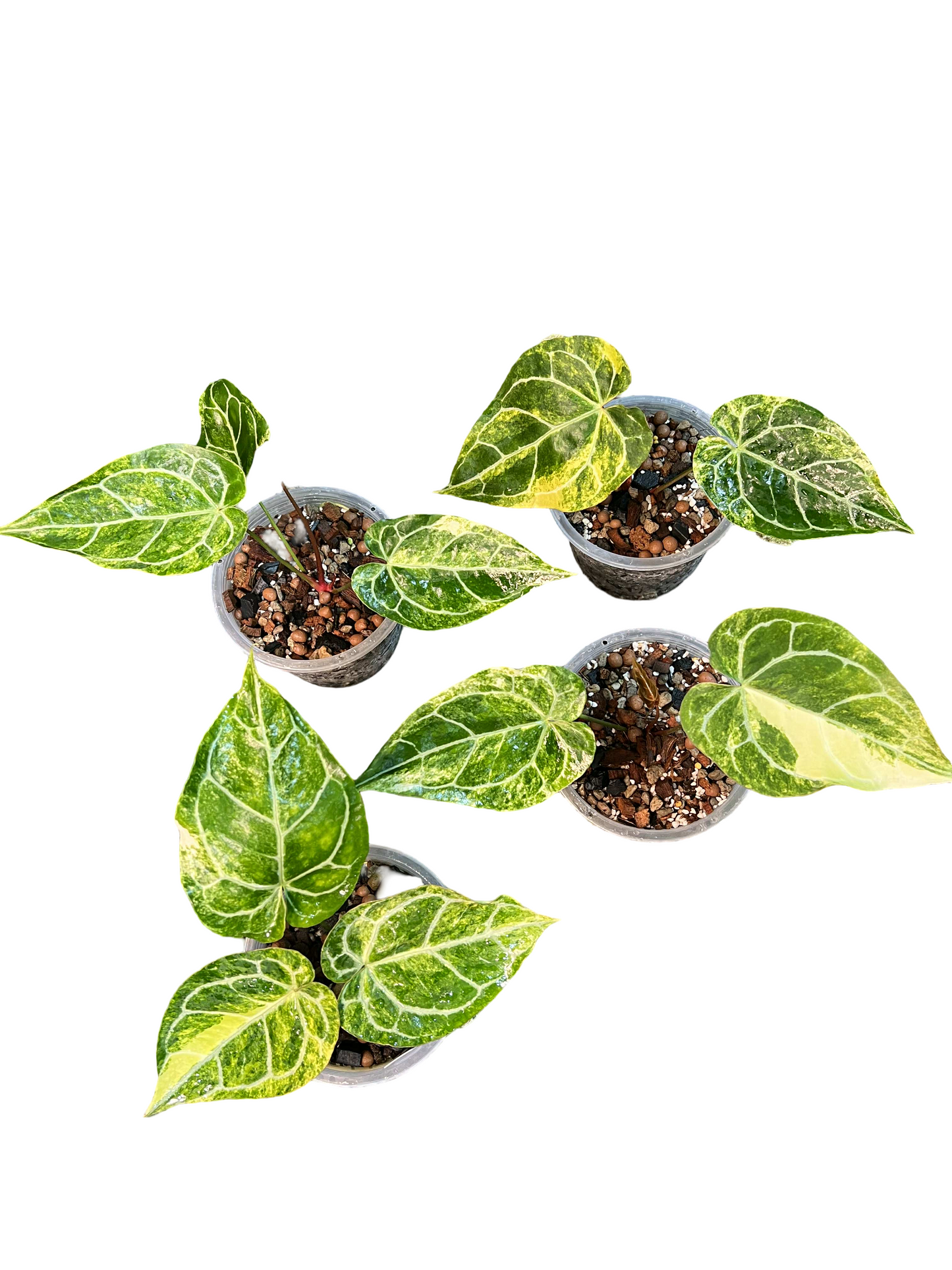 Anthurium Crystallinum Variegated