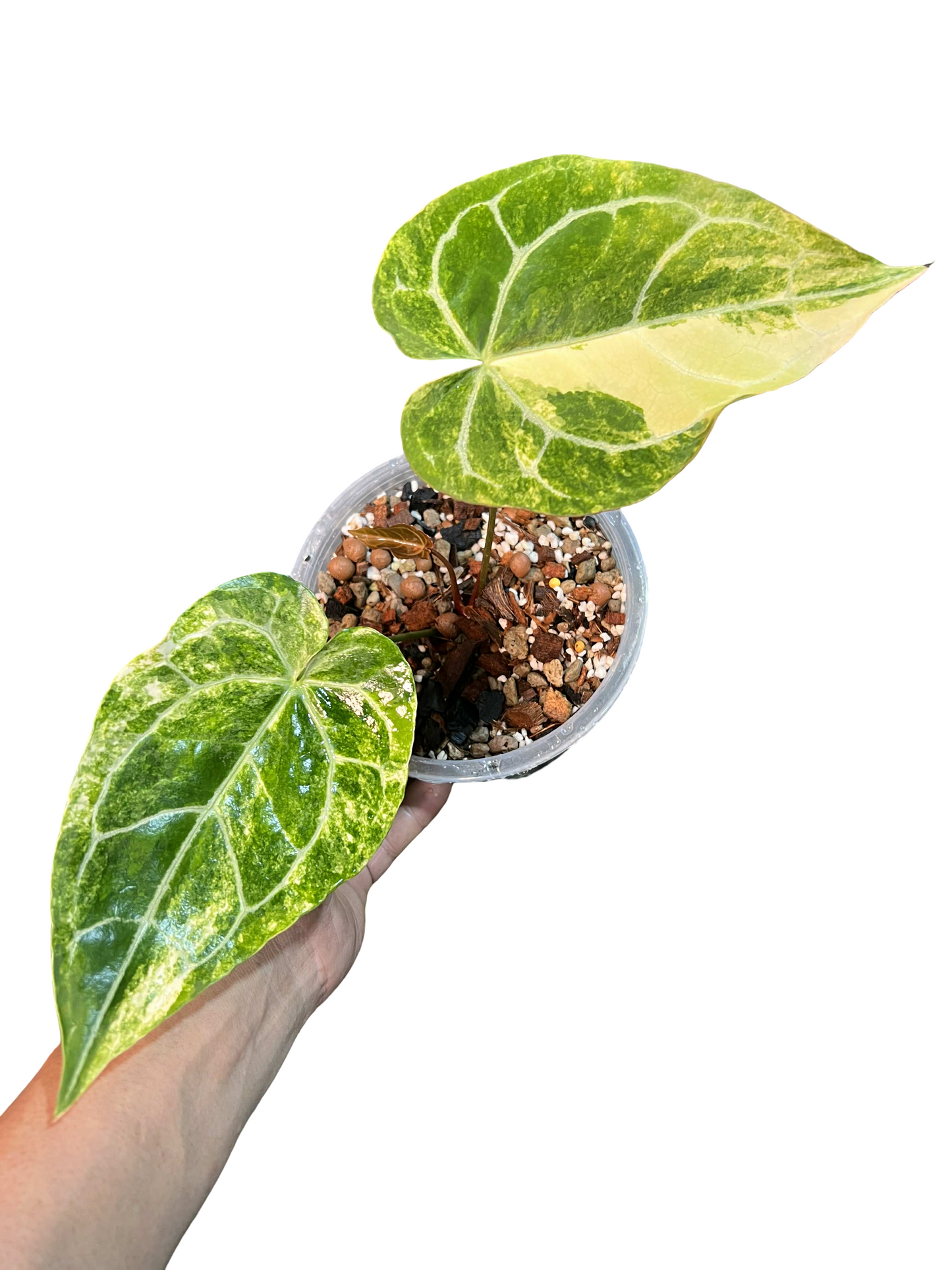 Anthurium Crystallinum Variegated