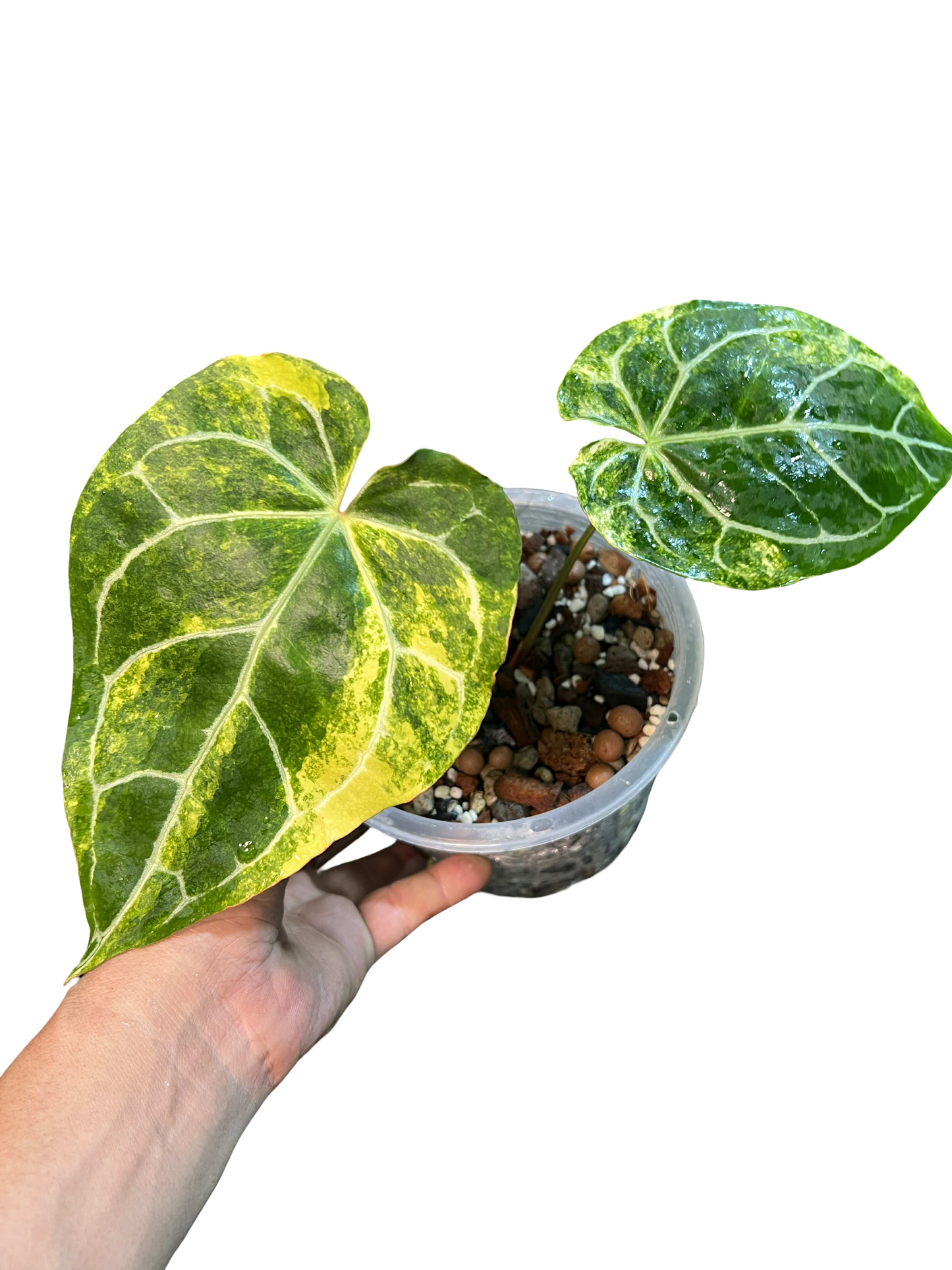 Anthurium Crystallinum Variegated