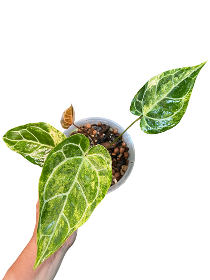 Anthurium Crystallinum Variegated
