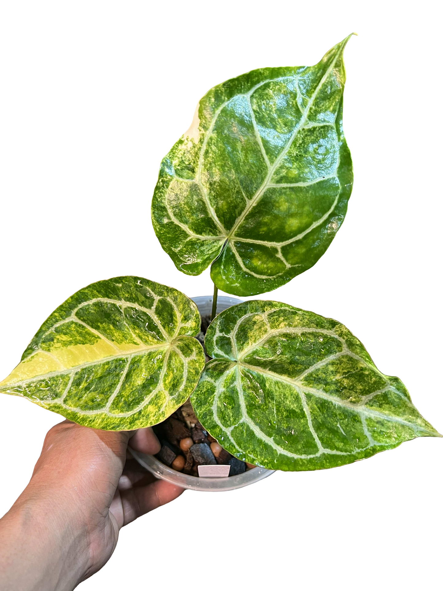 Anthurium Crystallinum Variegated